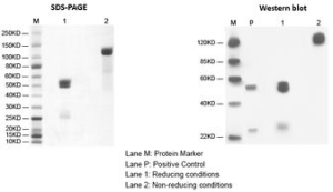 The Mechanism of HER2 Targeted Bispecific Therapy