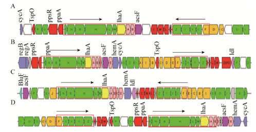 Production of PHA